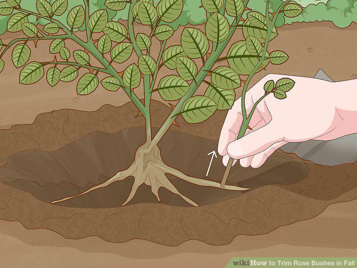 Step 10