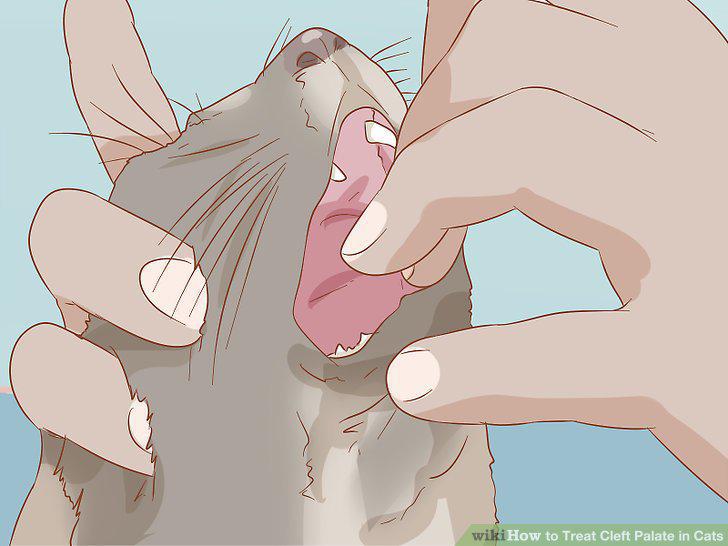 Step 11