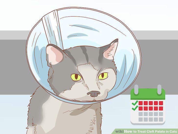Step 12