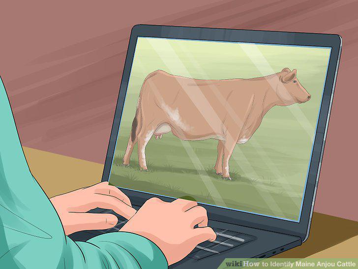 Step 12