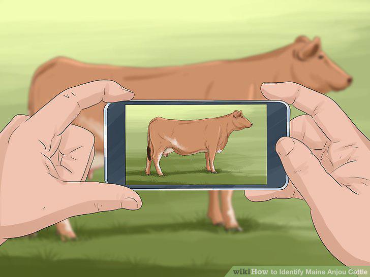 Step 13