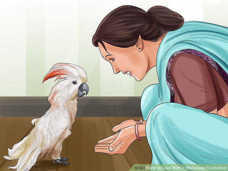 Step 12