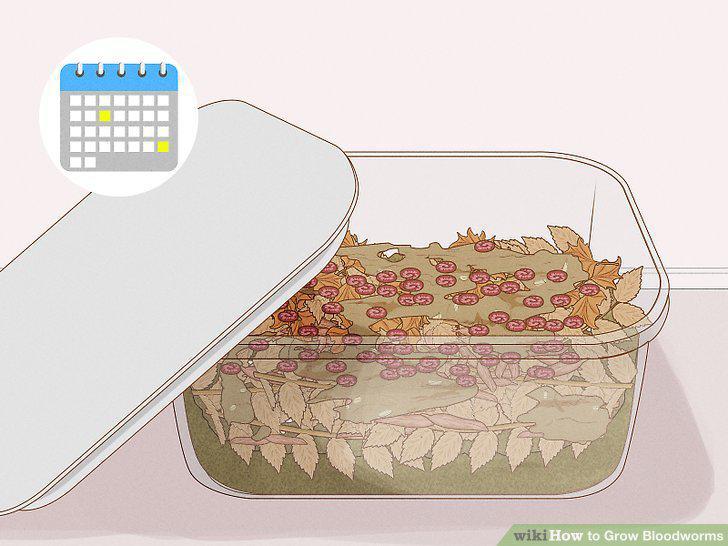 Step 11