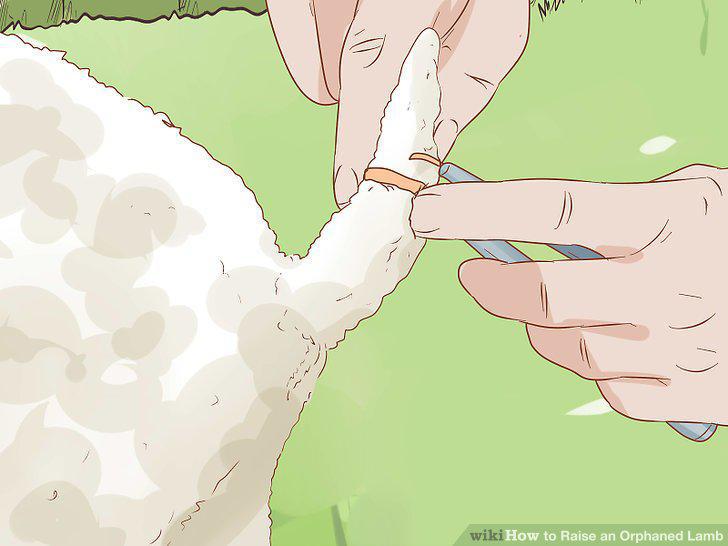 Step 11