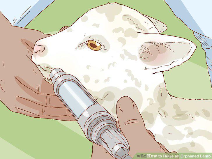 Step 12