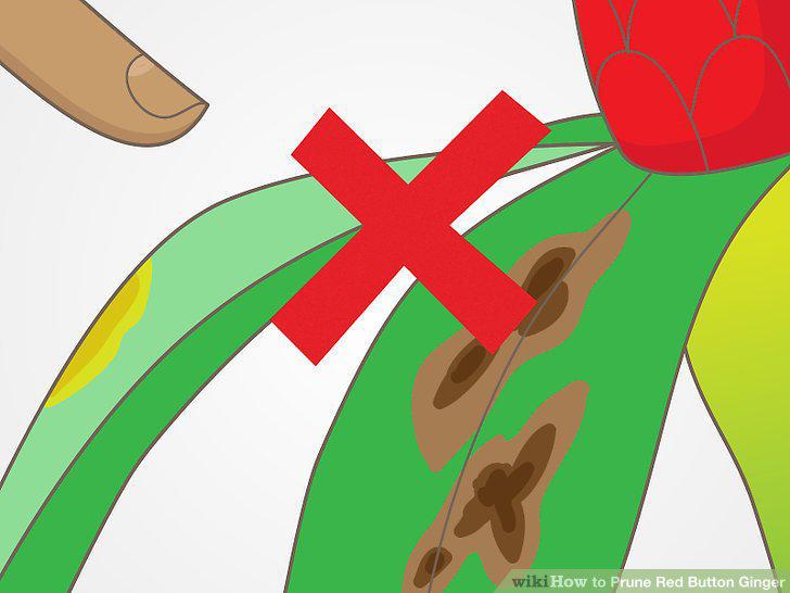 Step 9