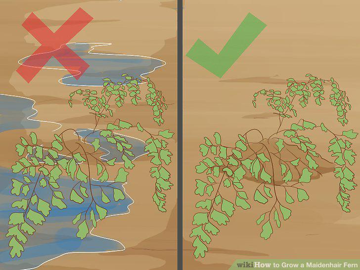 Step 12