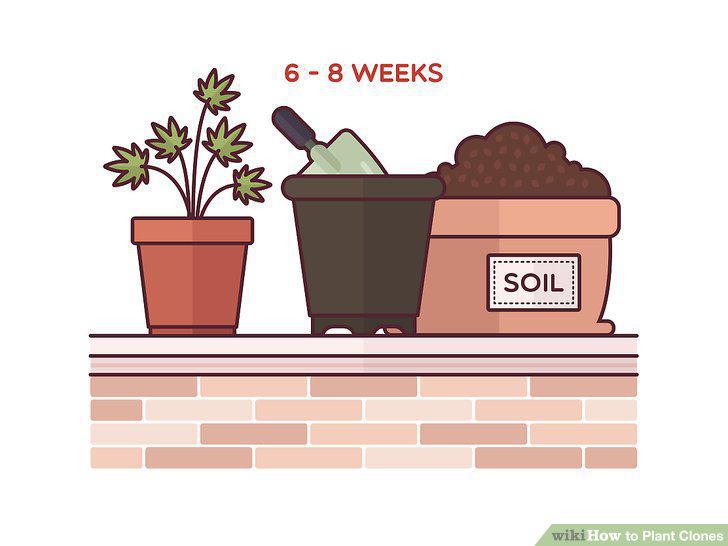 Step 13