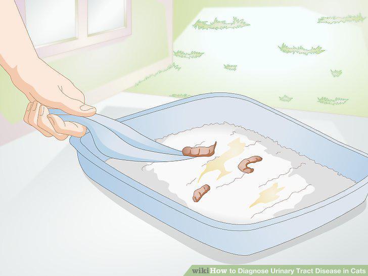 Step 11