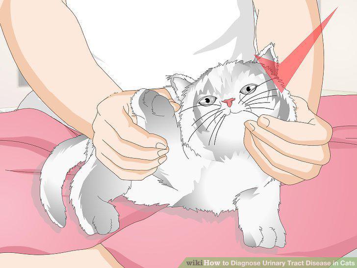 Step 12