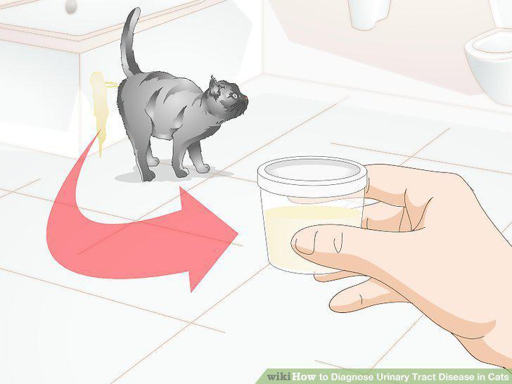 Step 13