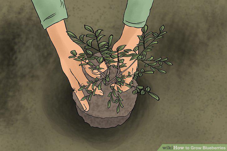 Step 11