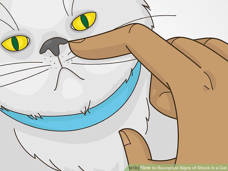 Step 11
