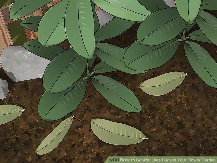 Step 7