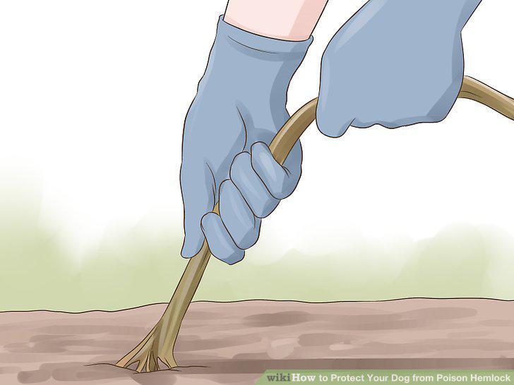 Step 11