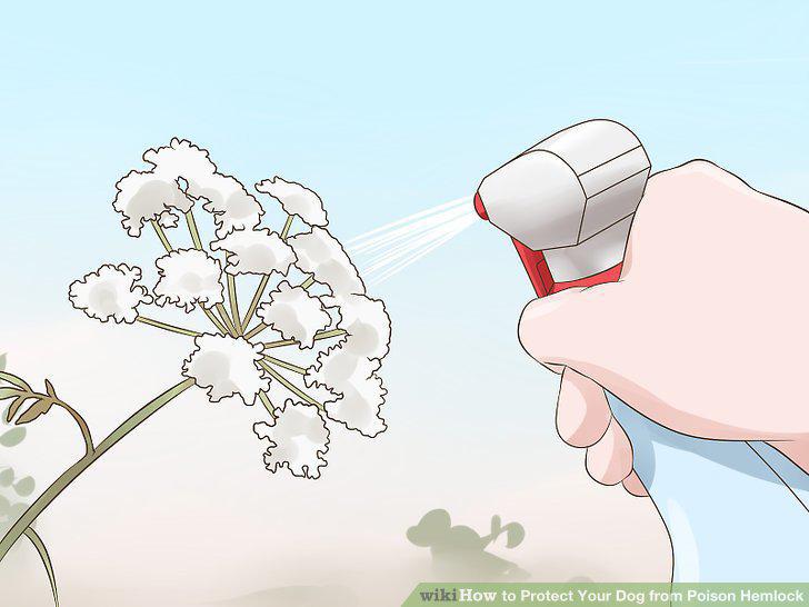 Step 12