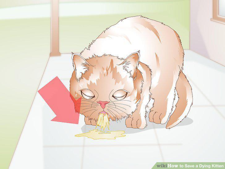 Step 11