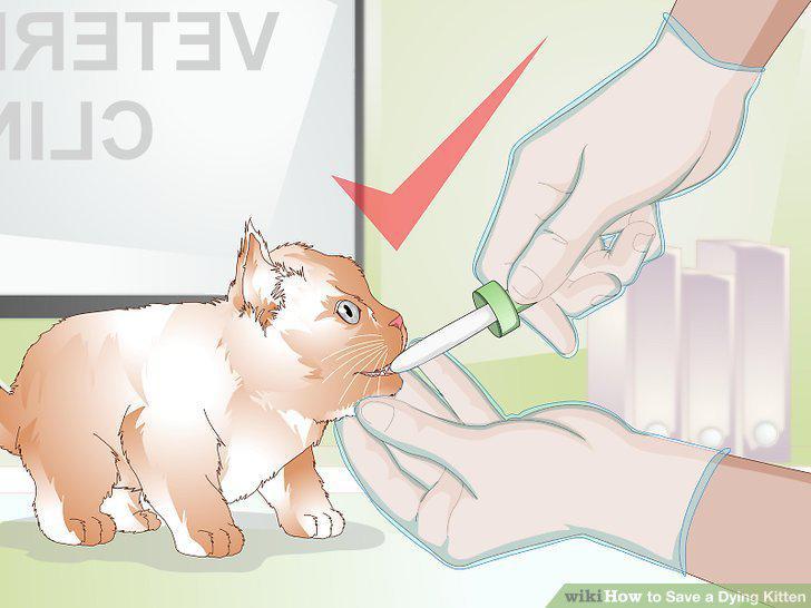 Step 12