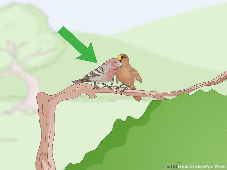 Step 11