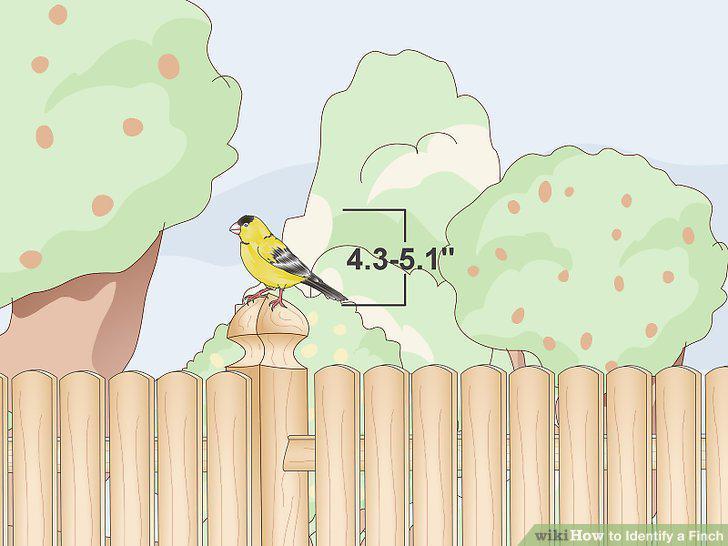 Step 17