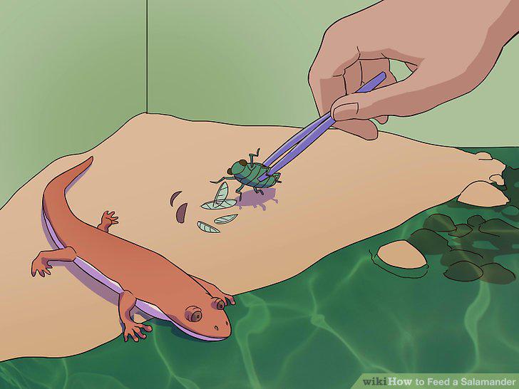 Step 11