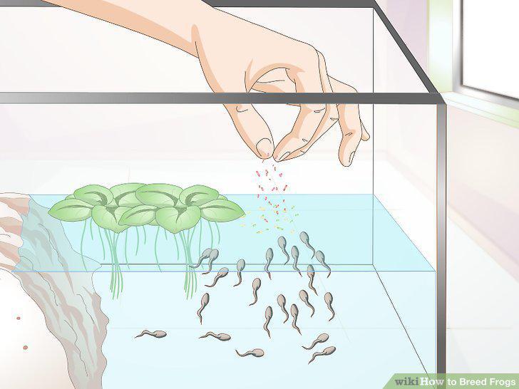 Step 12