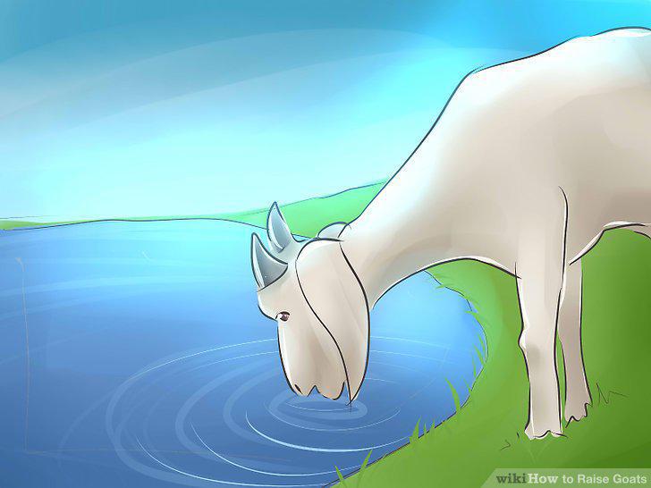 Step 12