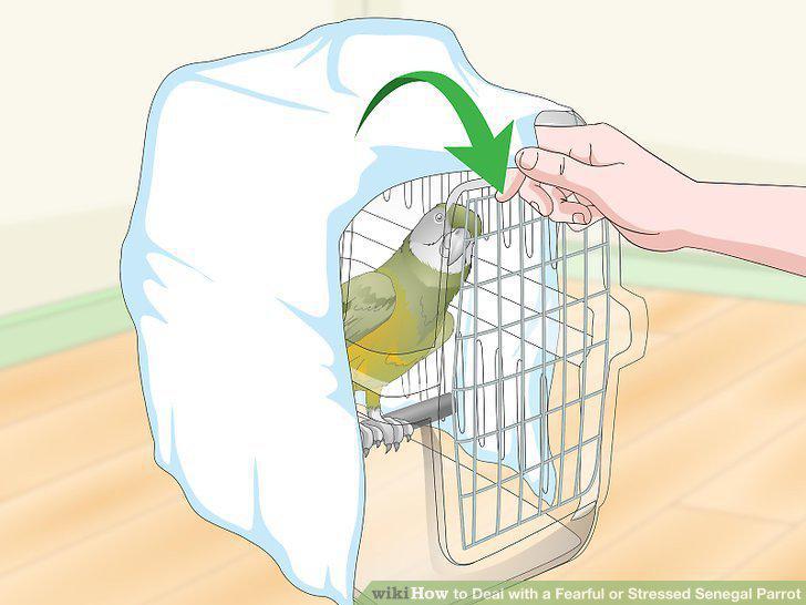 Step 20