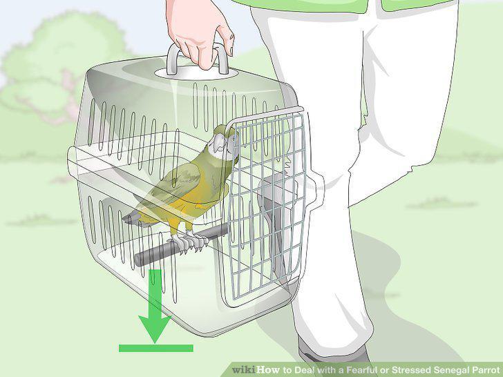 Step 21