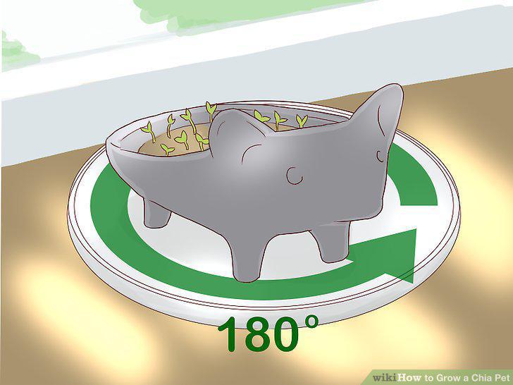 Step 11