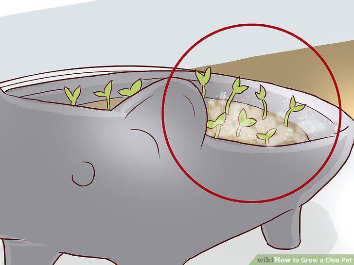 Step 12