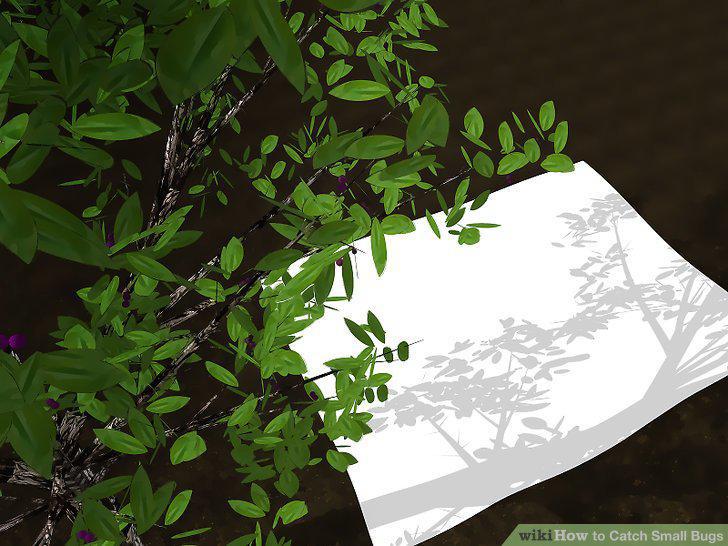 Step 12