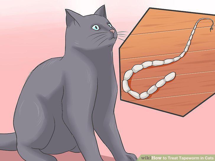 Step 12