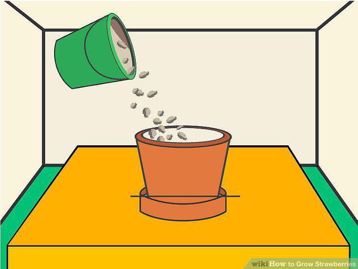 Step 12