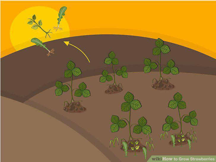 Step 18