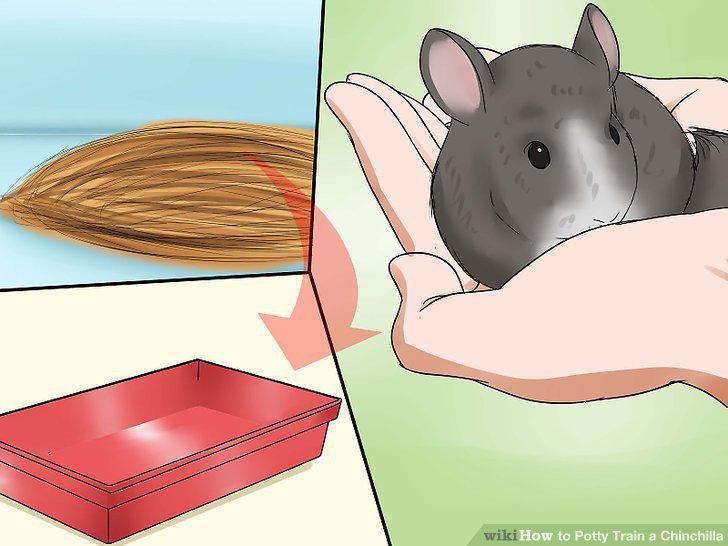 Step 11