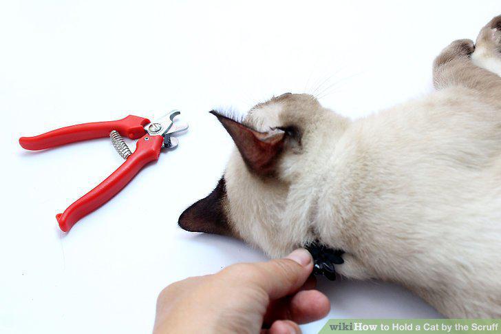 Step 12
