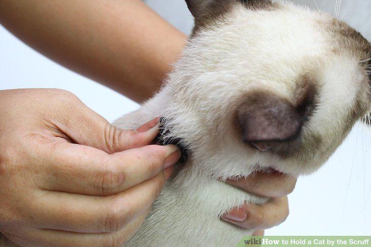 Step 15