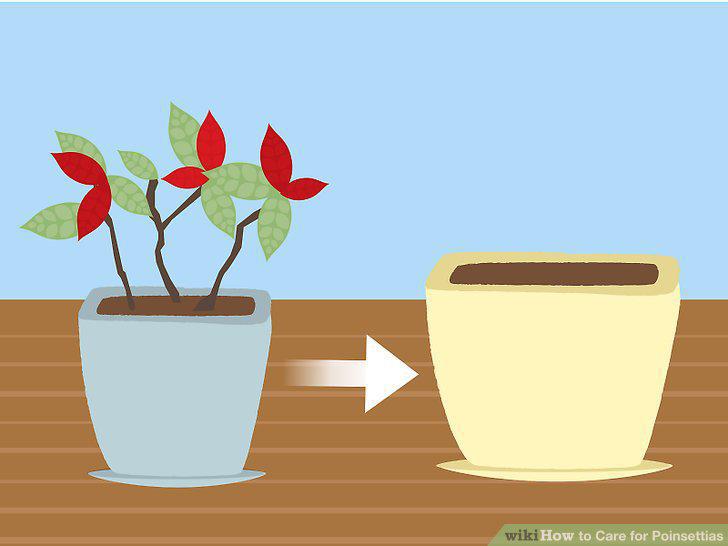 Step 15