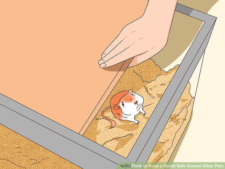 Step 12