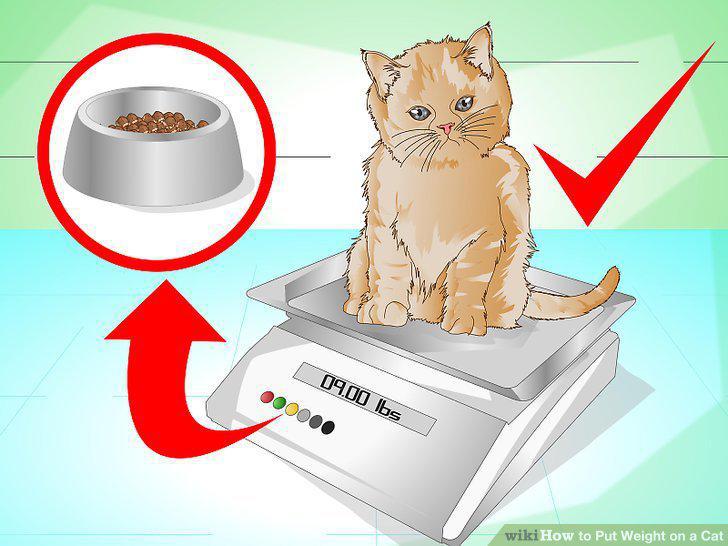 Step 12