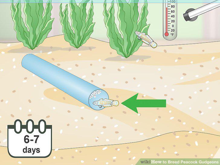 Step 11