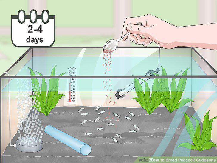 Step 13