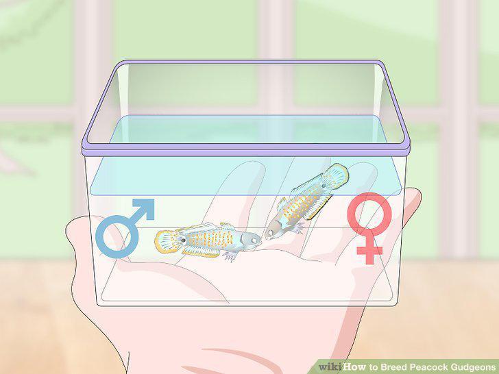 Step 8