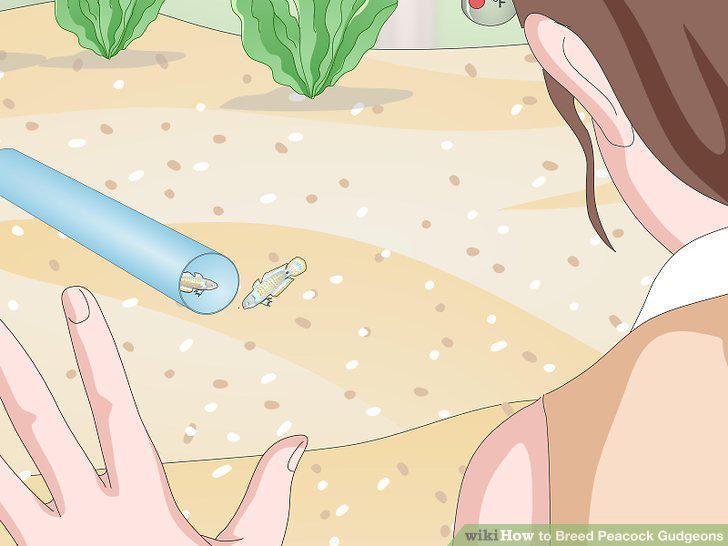 Step 10