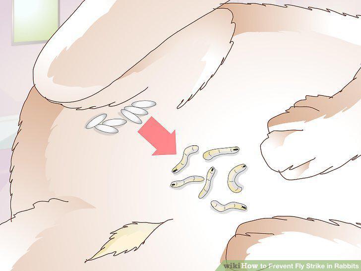 Step 5