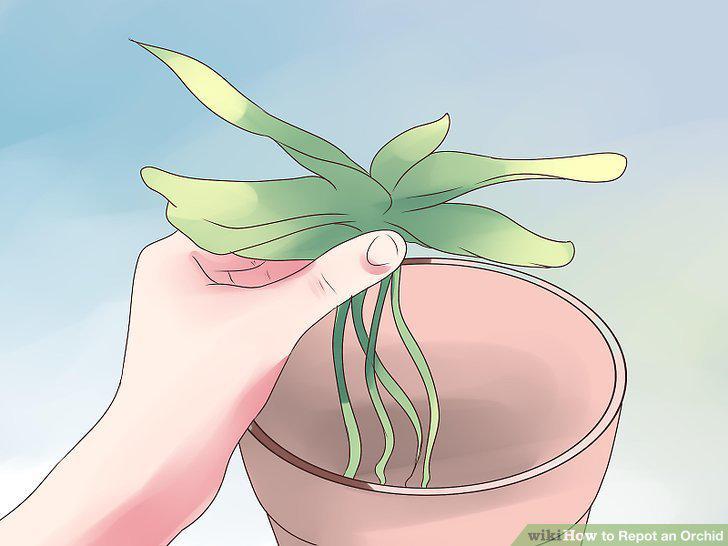 Step 11