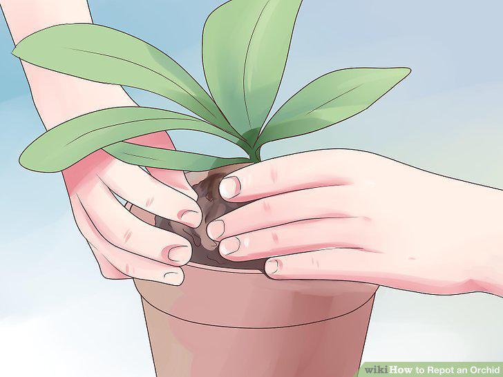 Step 12