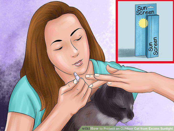How to Protect an Outdoor Cat from Excess Sunlight