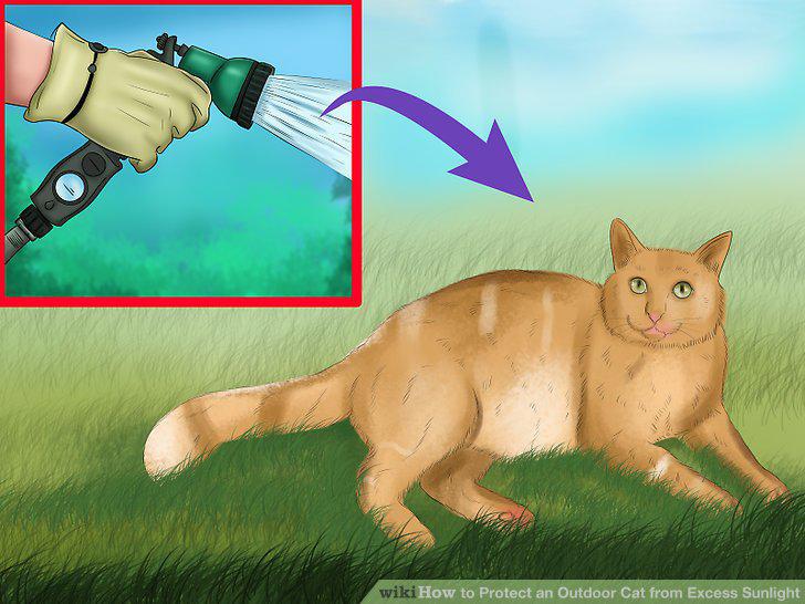 Step 12